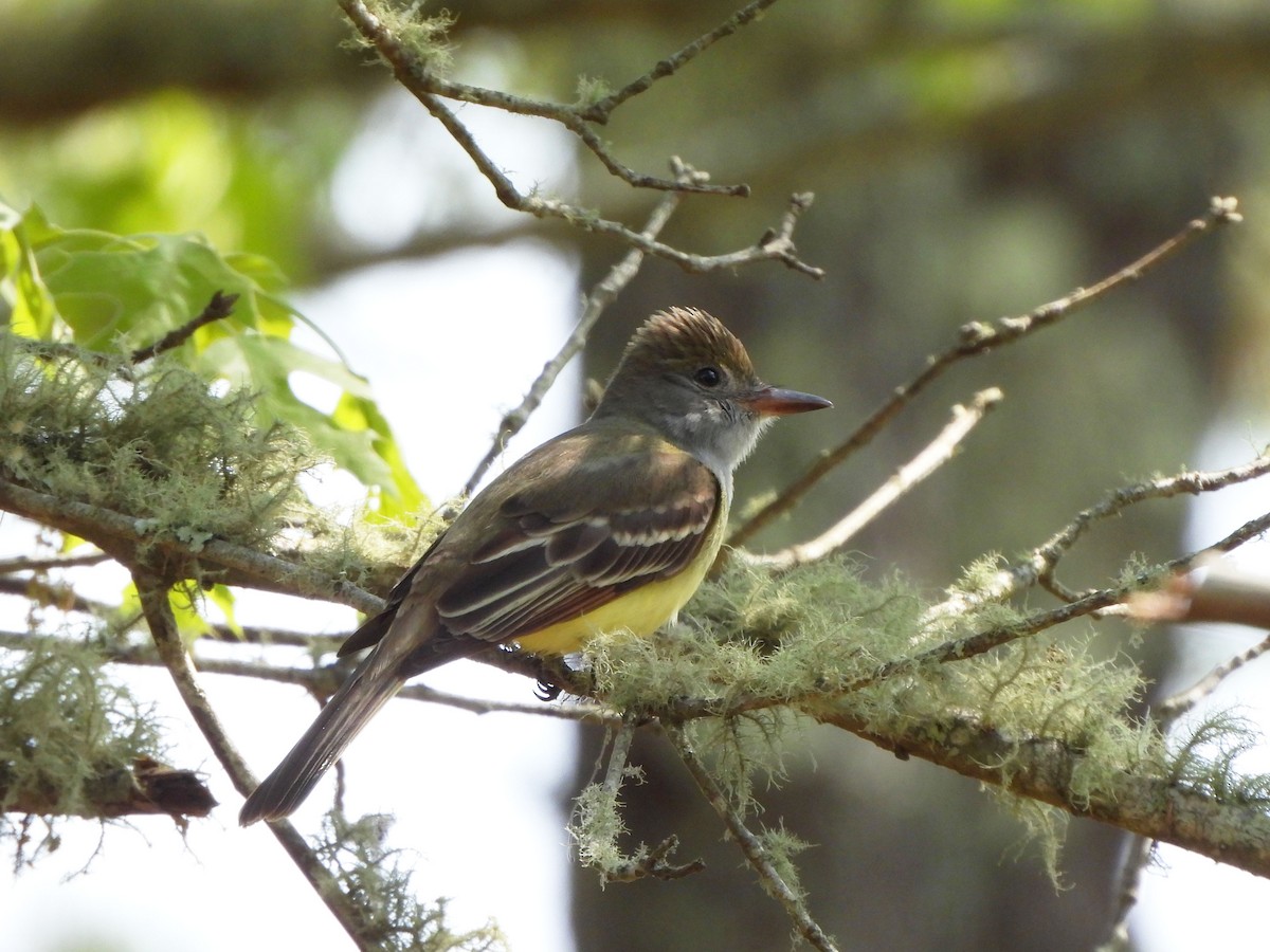 Great Crested Flycatcher - ML576474301