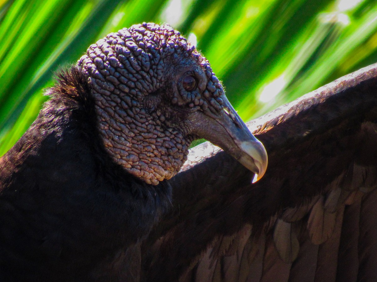 Black Vulture - Danali  Herr