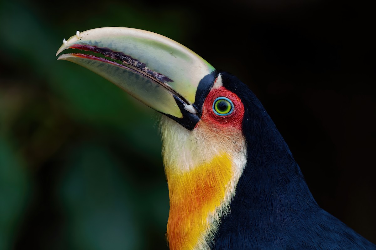 Red-breasted Toucan - ML576482741