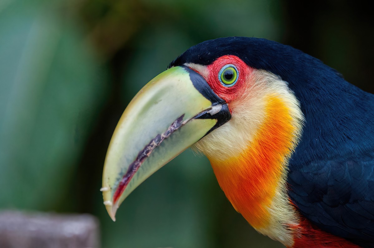 Red-breasted Toucan - ML576482751
