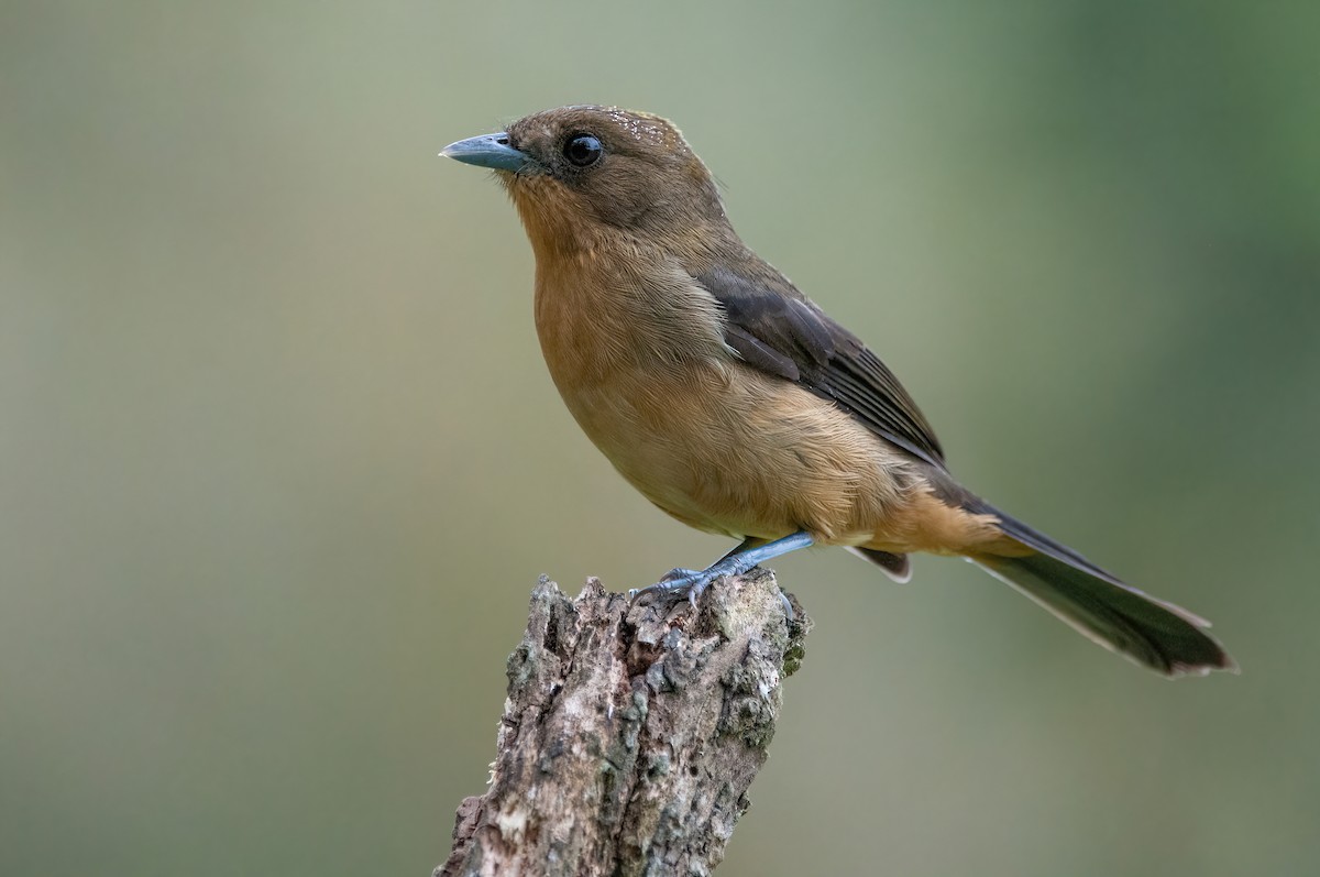 Black-goggled Tanager - ML576482801