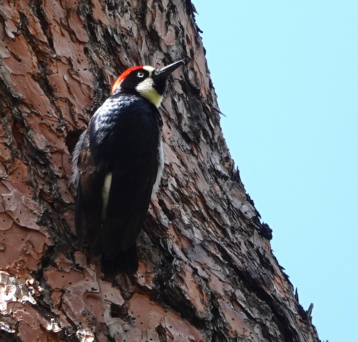 Acorn Woodpecker - ML576484941