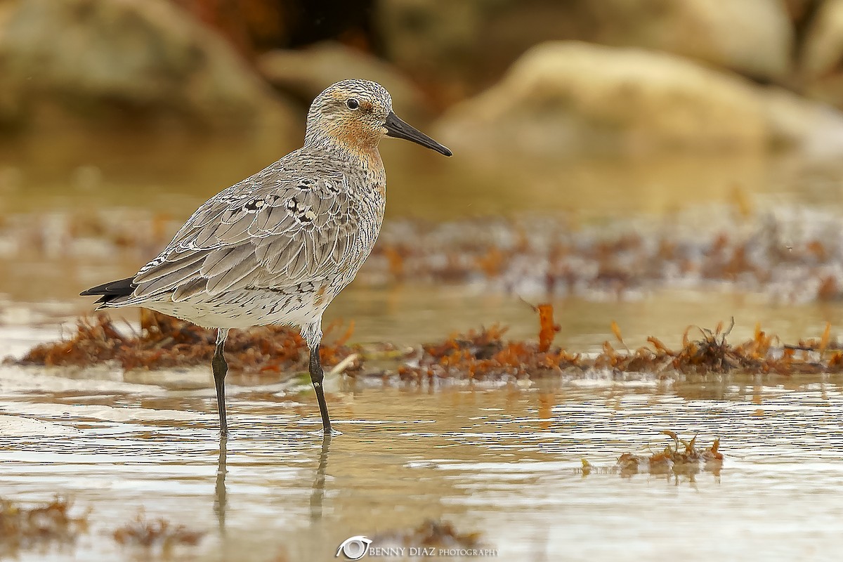 Red Knot - Benny Diaz