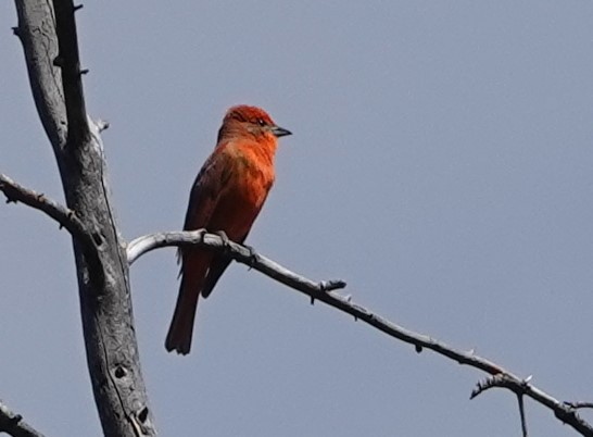 Hepatic Tanager - ML576485681