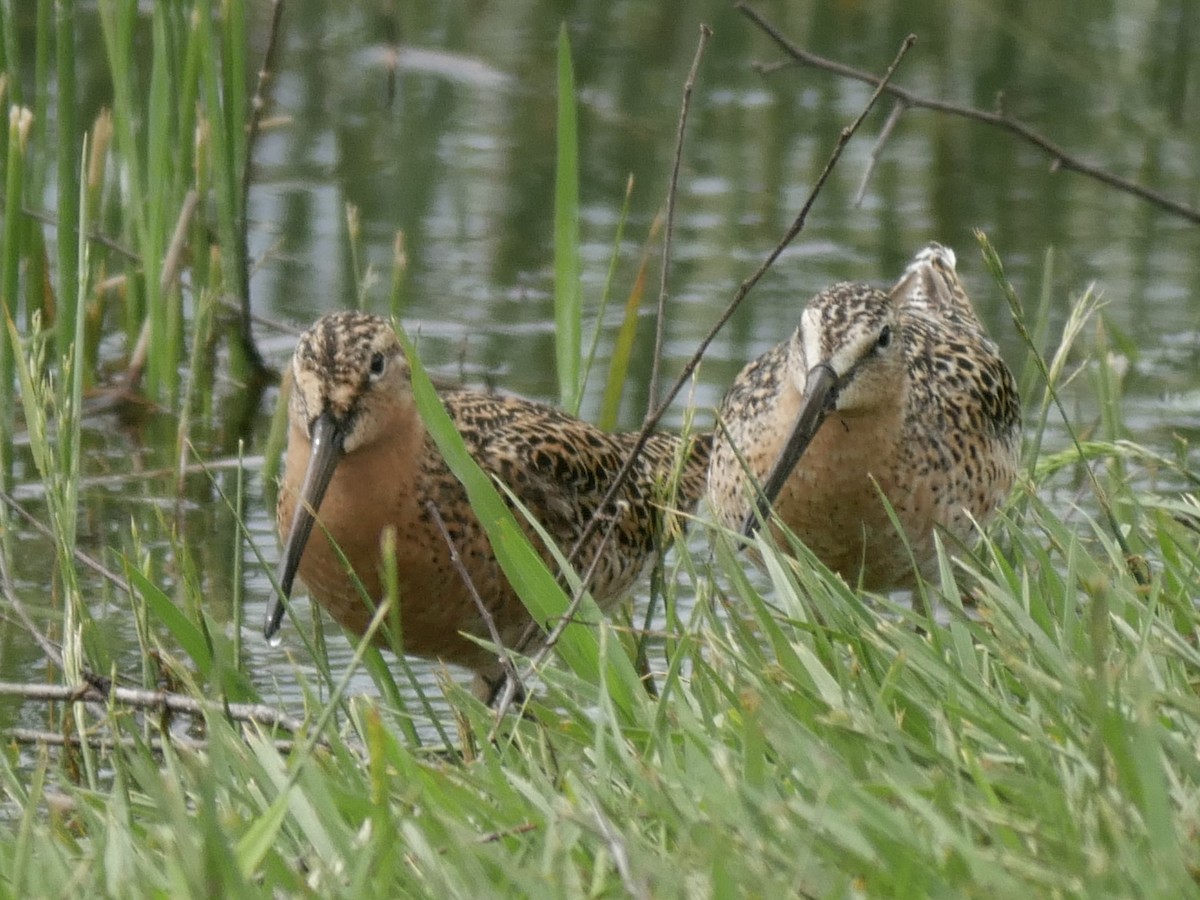 eBird Checklist - 11 May 2017 - Warren Wilson College--Owen Park - 25 ...