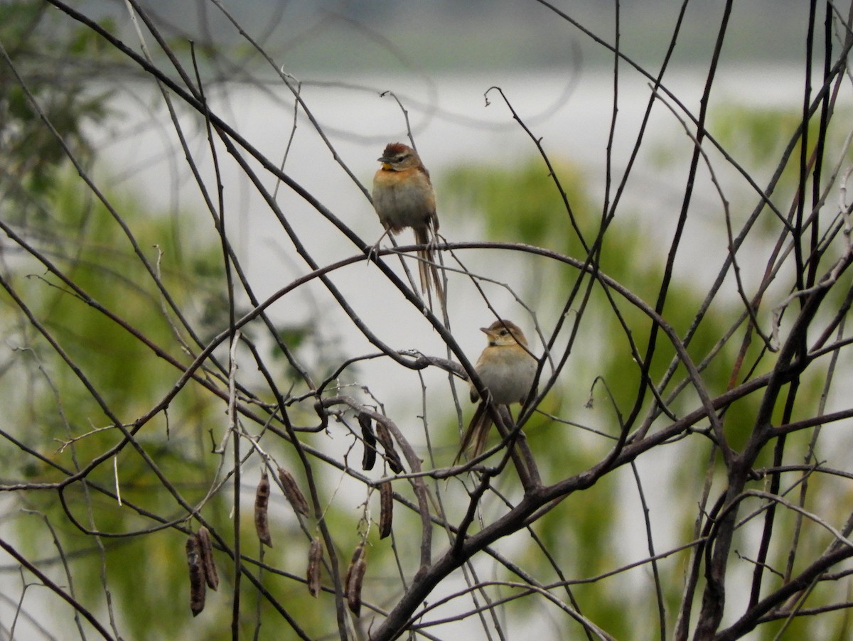 Chotoy Spinetail - ML576492771