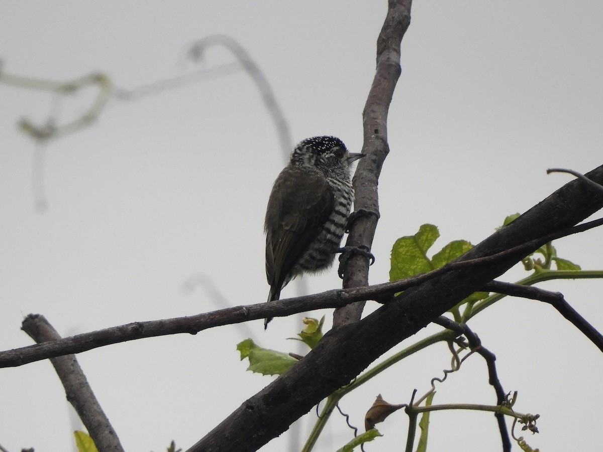 White-barred Piculet - ML576493261