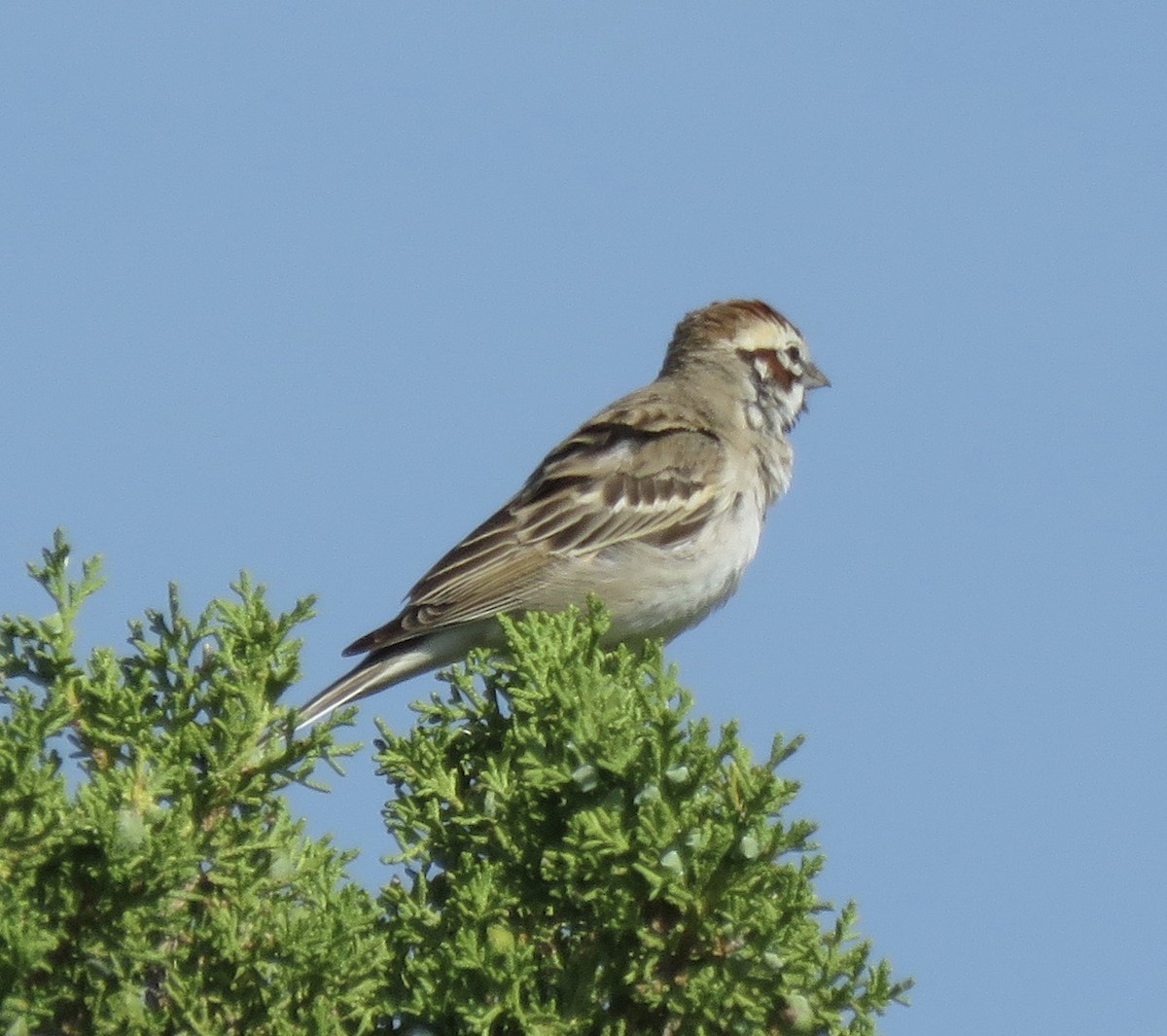 Lark Sparrow - ML576498671