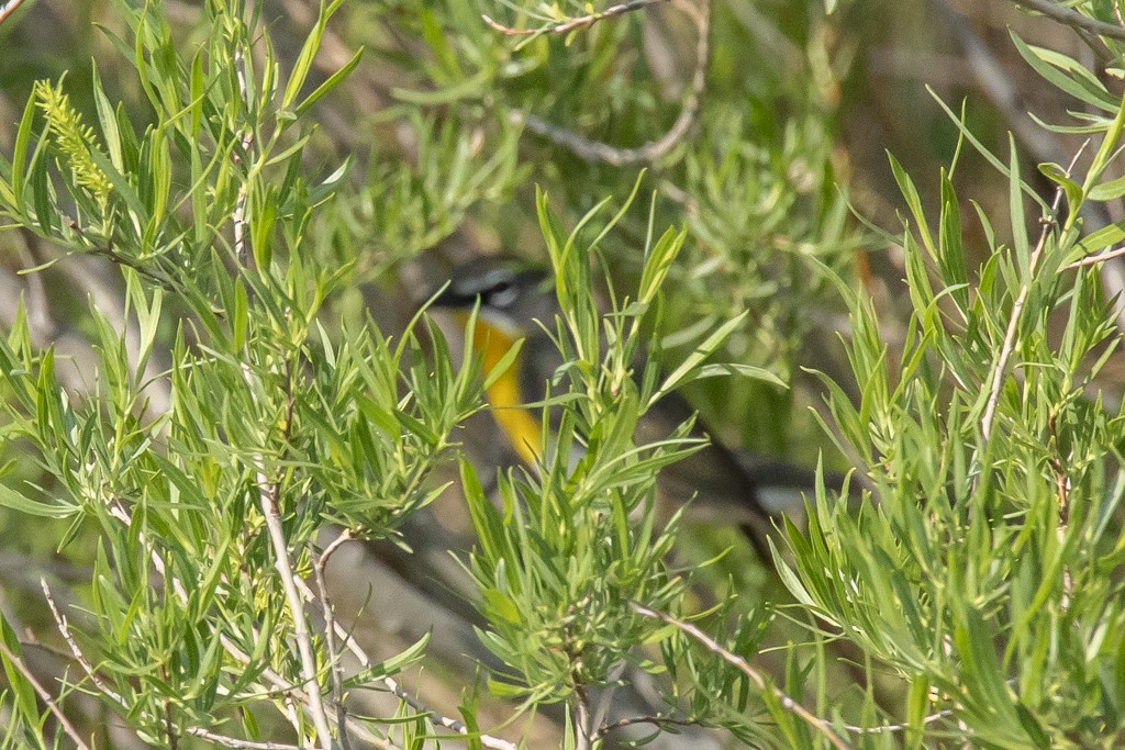 Yellow-breasted Chat - ML576500121