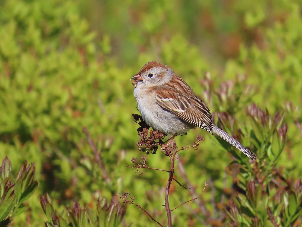 Field Sparrow - ML576501501