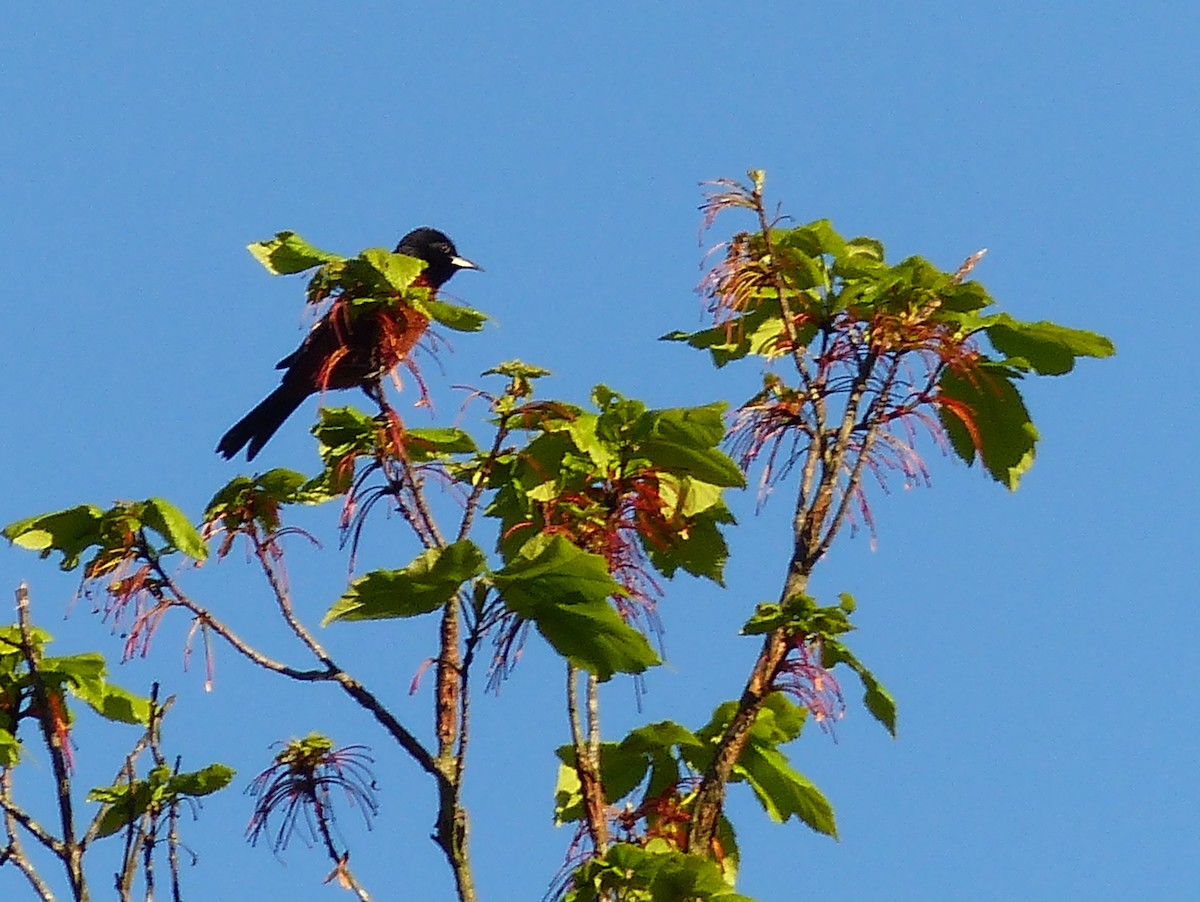 Orchard Oriole - ML576507171