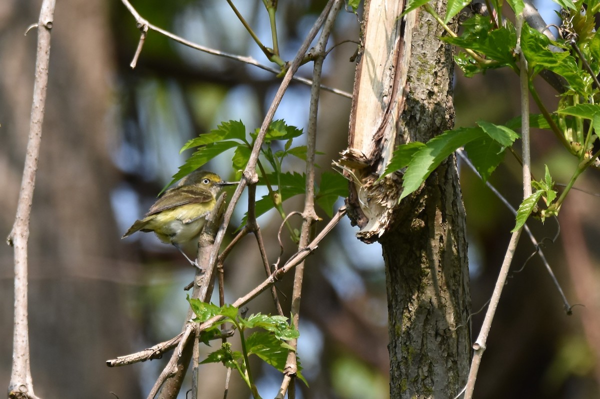 eBird Checklist 23 May 2023 GrimsbyForty Mile Creek Side Trail