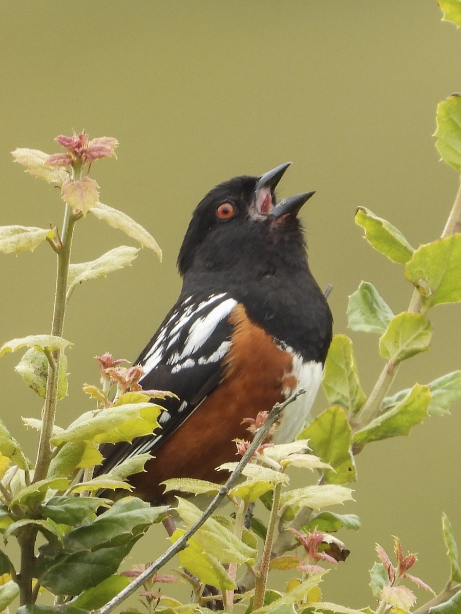 Spotted Towhee - ML576508731