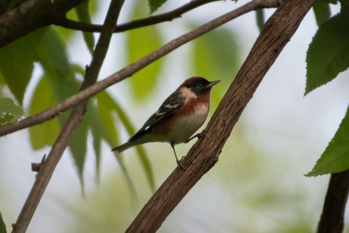 Bay-breasted Warbler - ML576509231