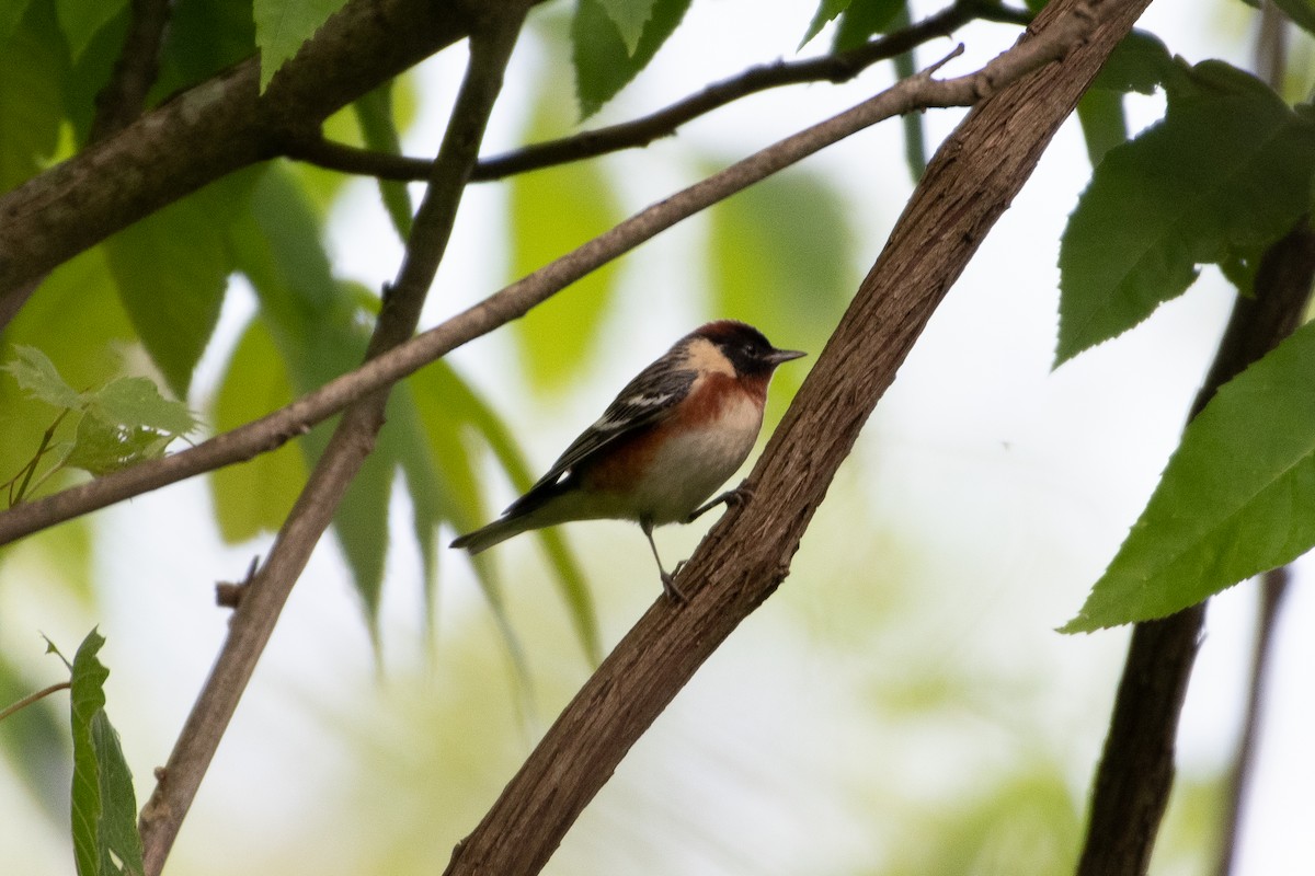 Bay-breasted Warbler - ML576509251