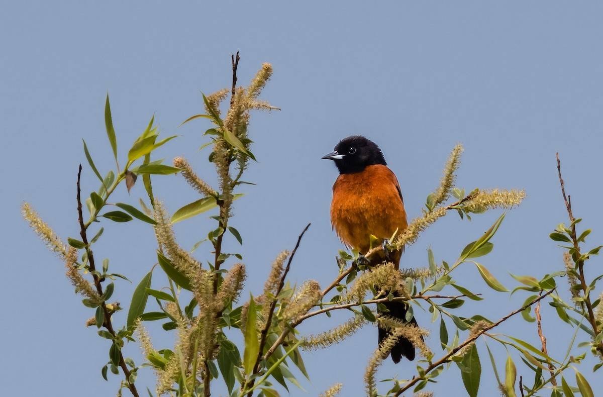 Orchard Oriole - ML576510541