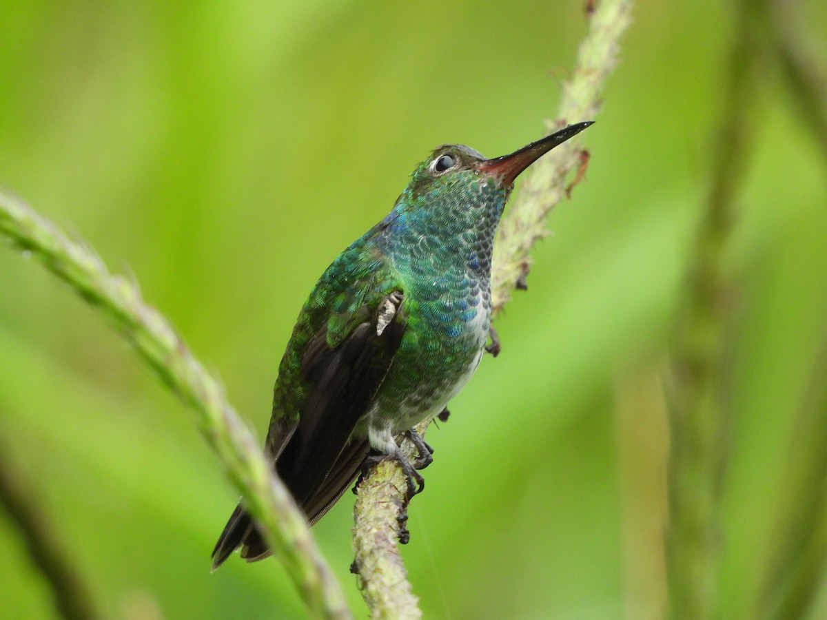 kolibřík zrcadlový - ML576513211