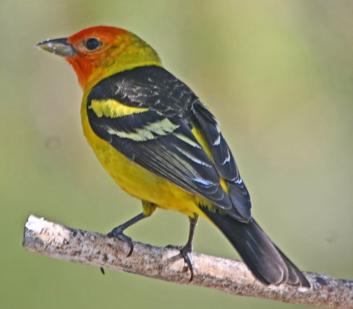 Western Tanager - ML576514381