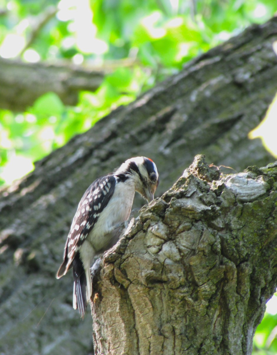 Downy Woodpecker - ML576514961