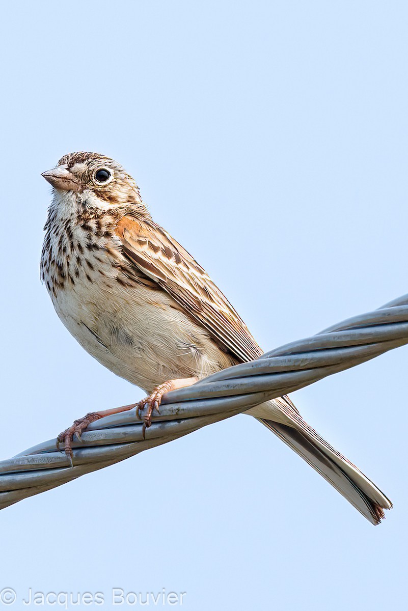 Vesper Sparrow - ML576515021
