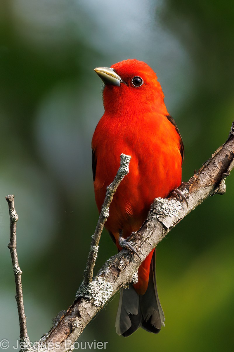 Scarlet Tanager - ML576515131
