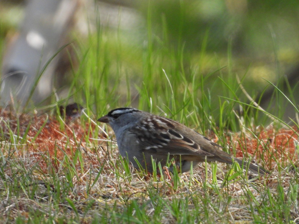 White-crowned Sparrow - ML576515851