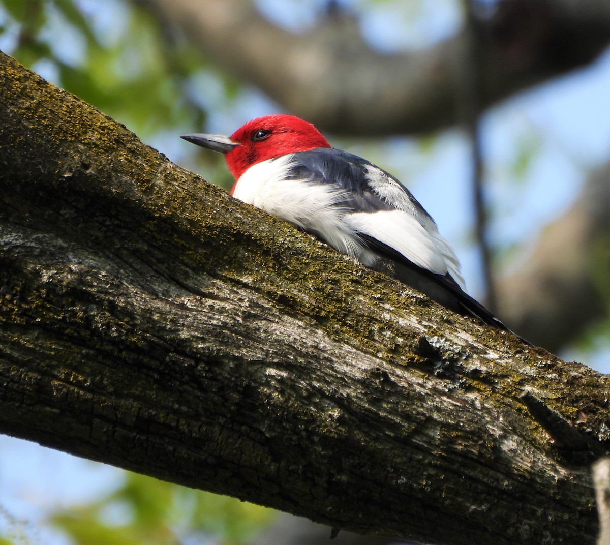 Red-headed Woodpecker - ML576528271