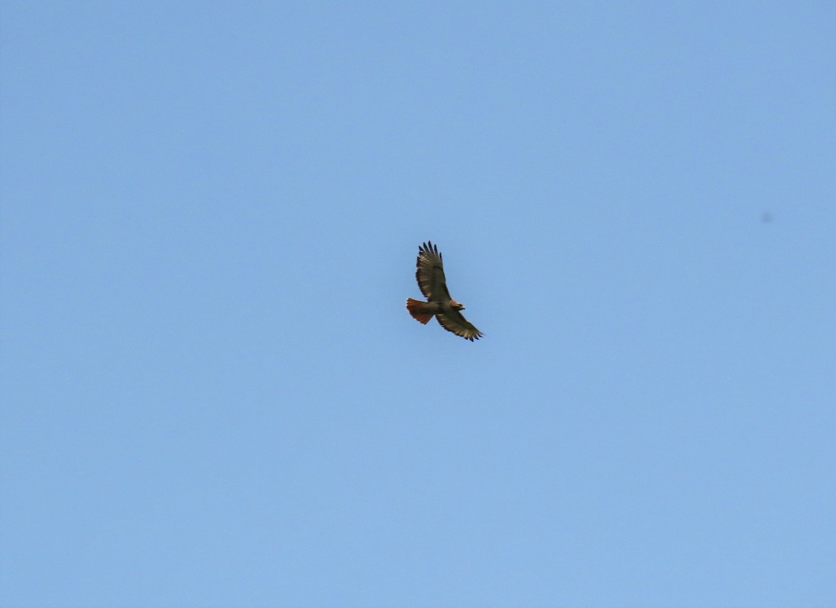 Red-tailed Hawk - ML576534881
