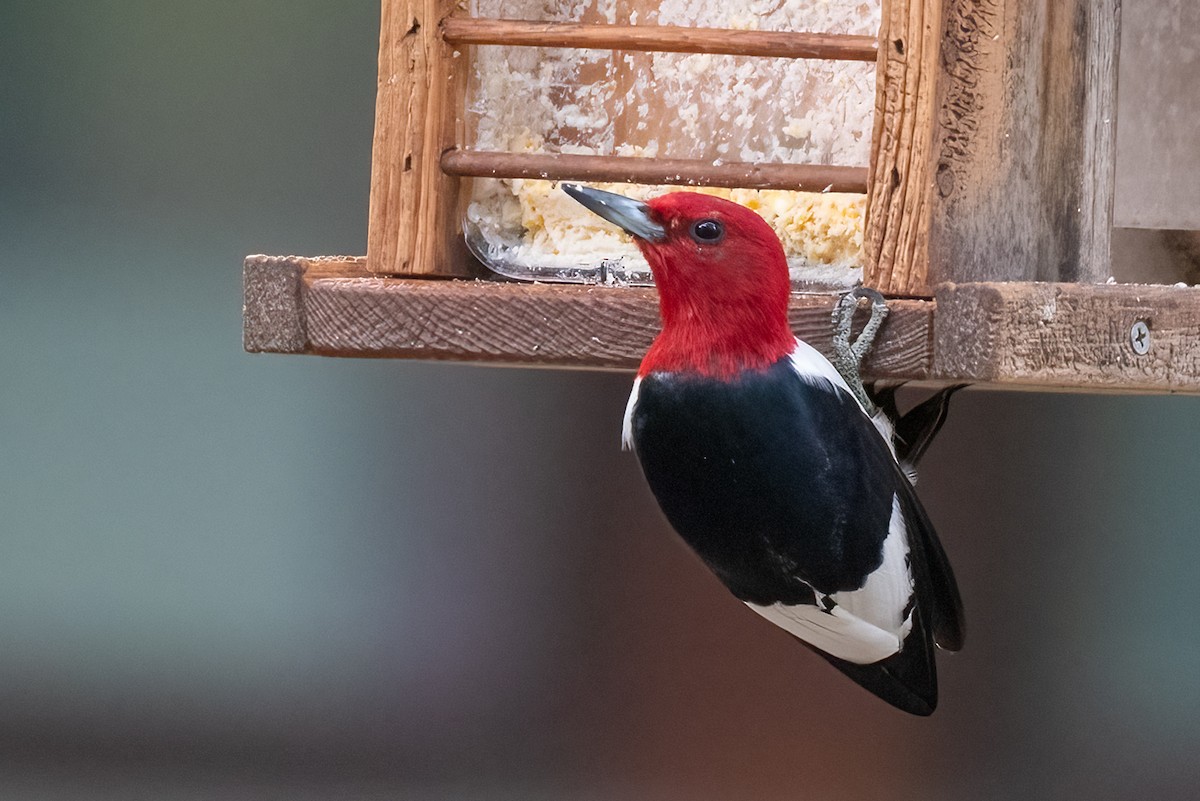Red-headed Woodpecker - ML576537491