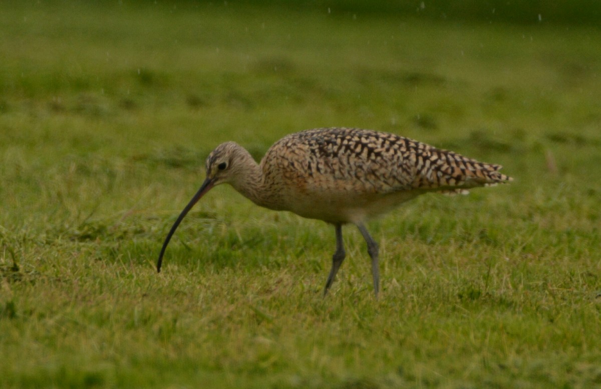 Long-billed Curlew - ML57653831