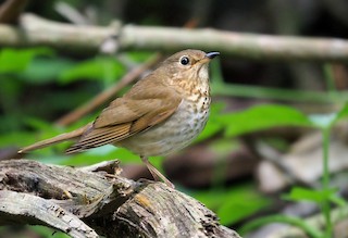 Swainson's Thrush