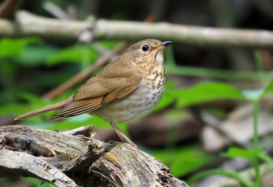 Swainson's Thrush