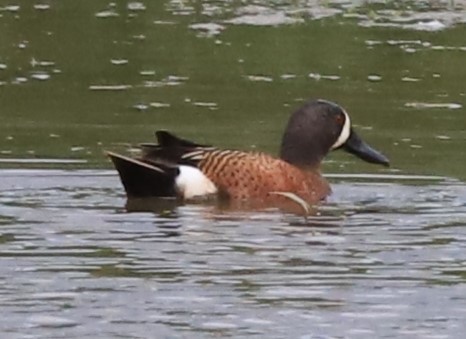 Blue-winged Teal - ML576545631