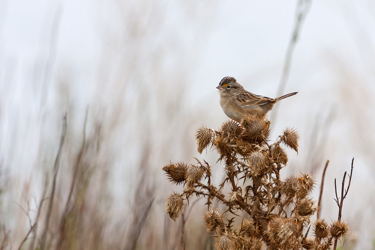 Grassland Sparrow - ML576546401