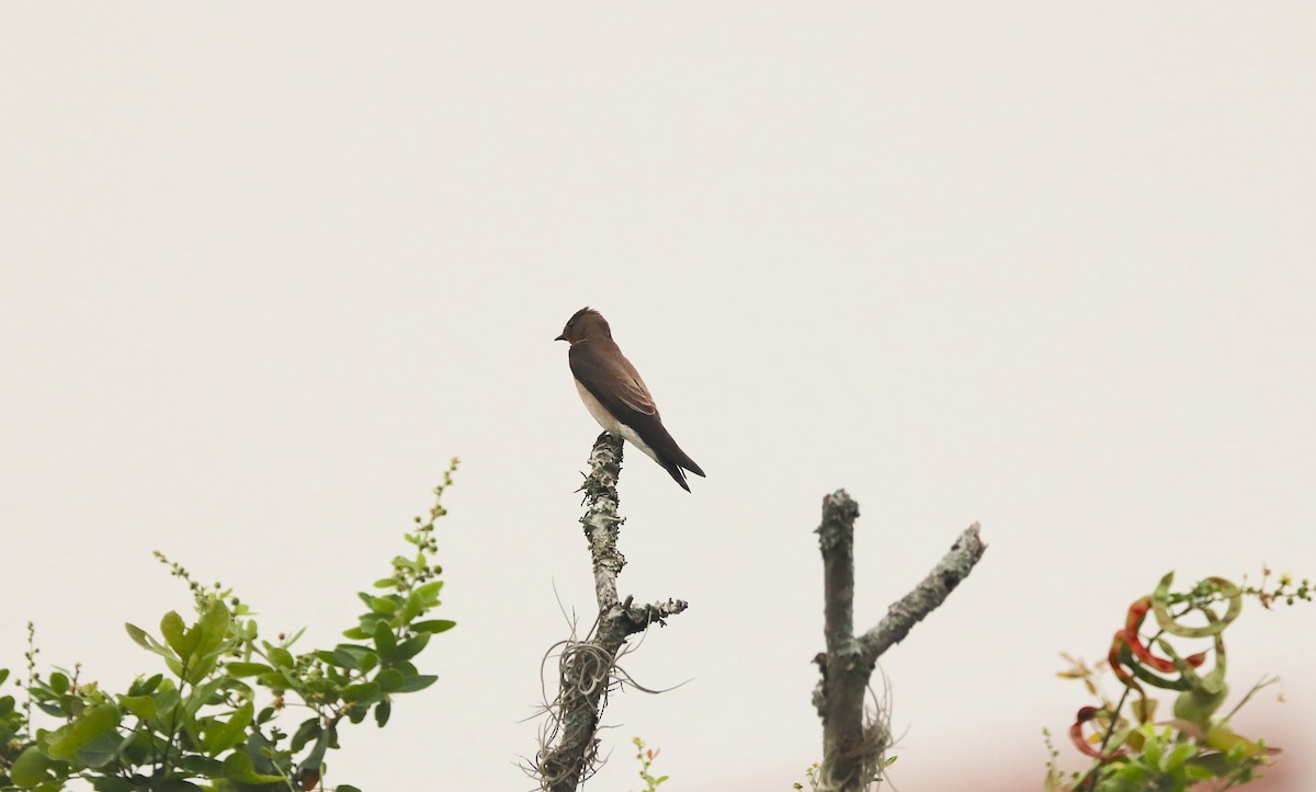 Southern Rough-winged Swallow - Omar Paez