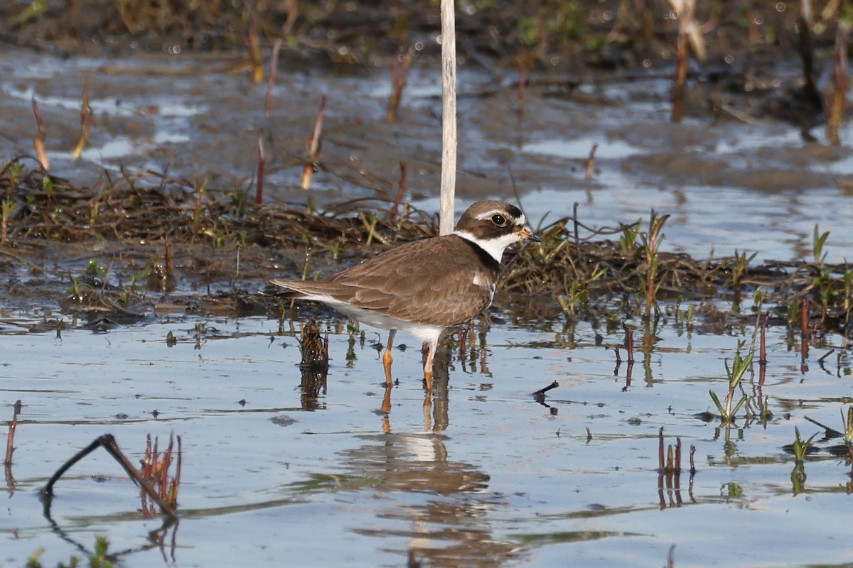 Semipalmated Plover - ML576557241
