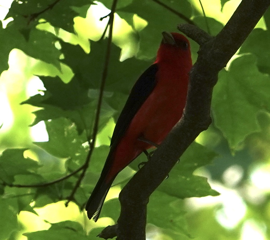 Scarlet Tanager - ML576558081