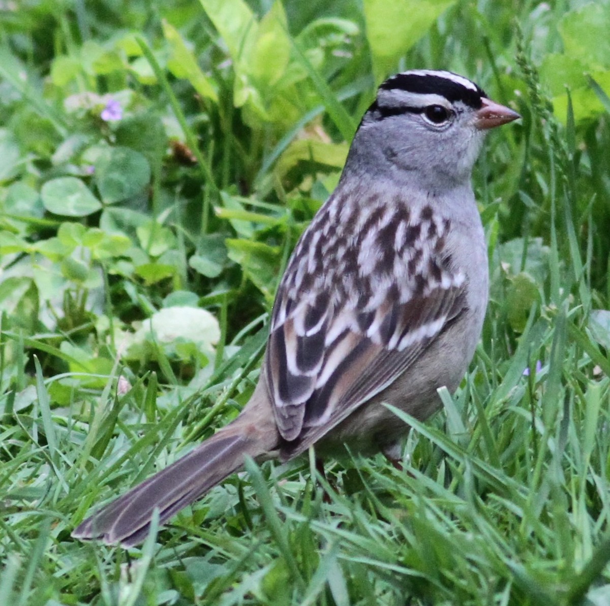 White-crowned Sparrow - ML576562671