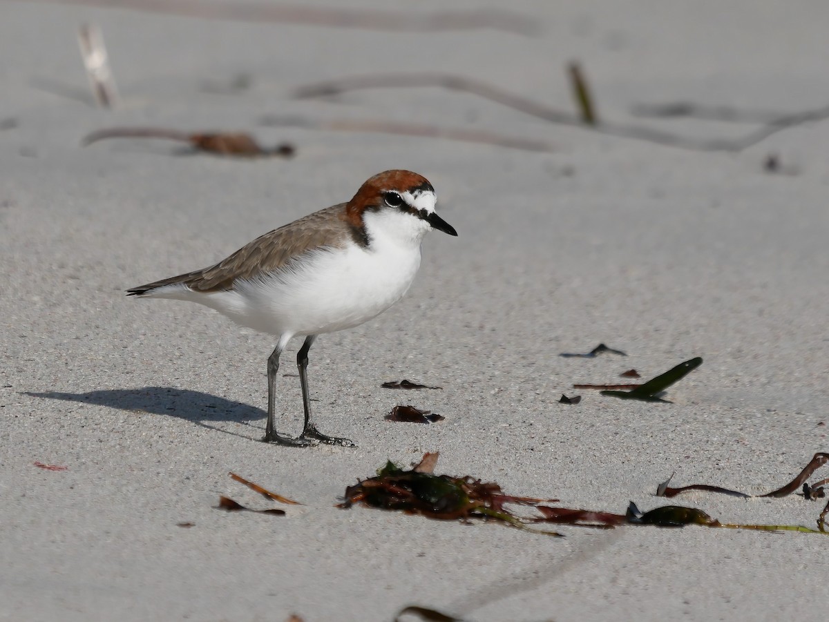 Red-capped Plover - ML576567761