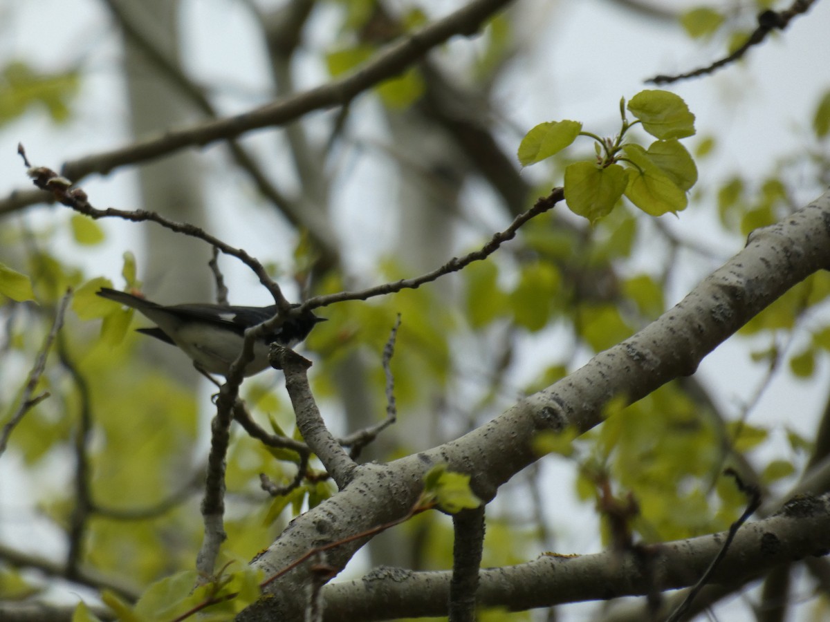 Black-throated Blue Warbler - ML576570111