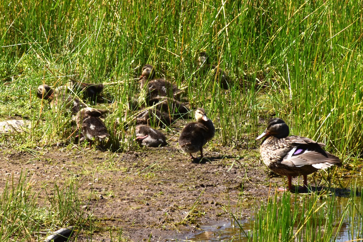 Ebird Checklist May Rockville Hills Park Species