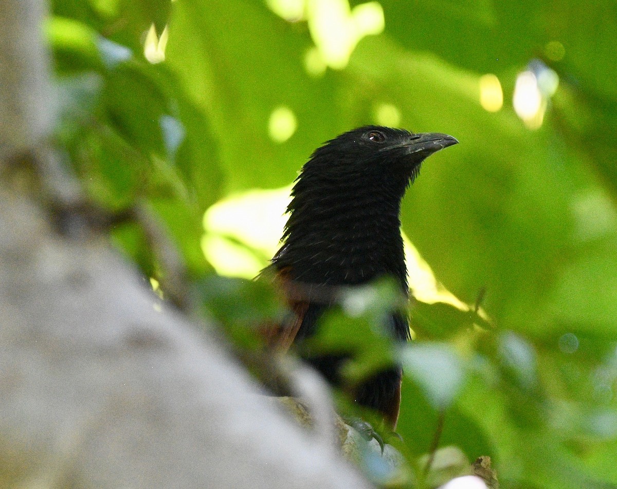 Malagasy Coucal - ML576572961