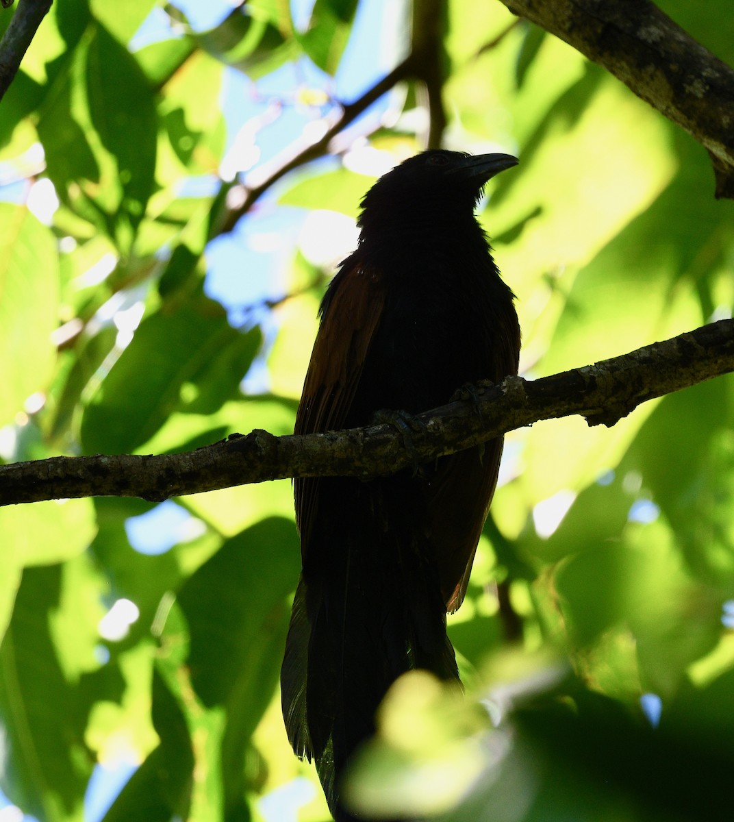 Malagasy Coucal - ML576573171