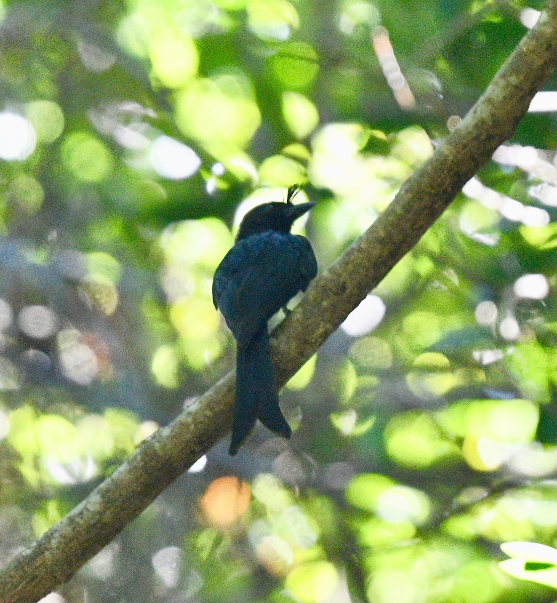 Crested Drongo - ML576573301