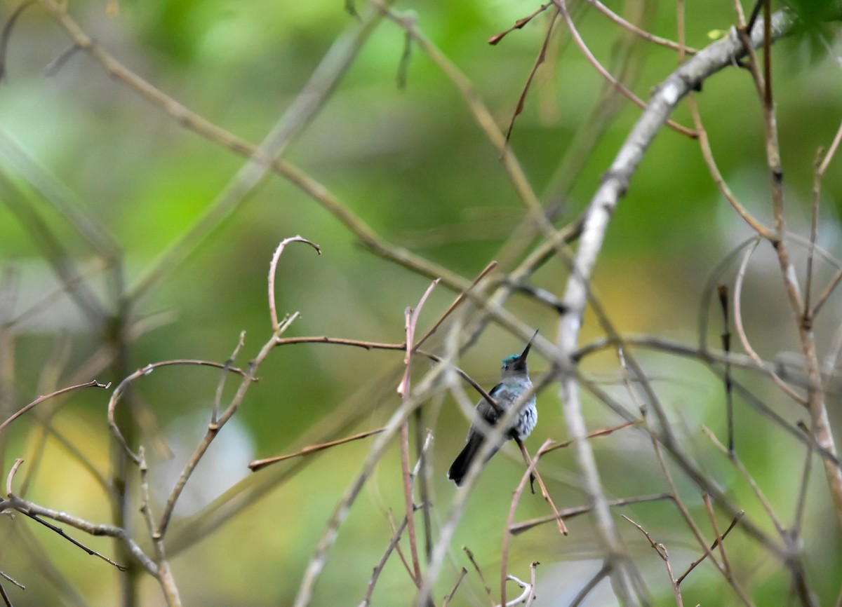 Charming Hummingbird - ML576575621