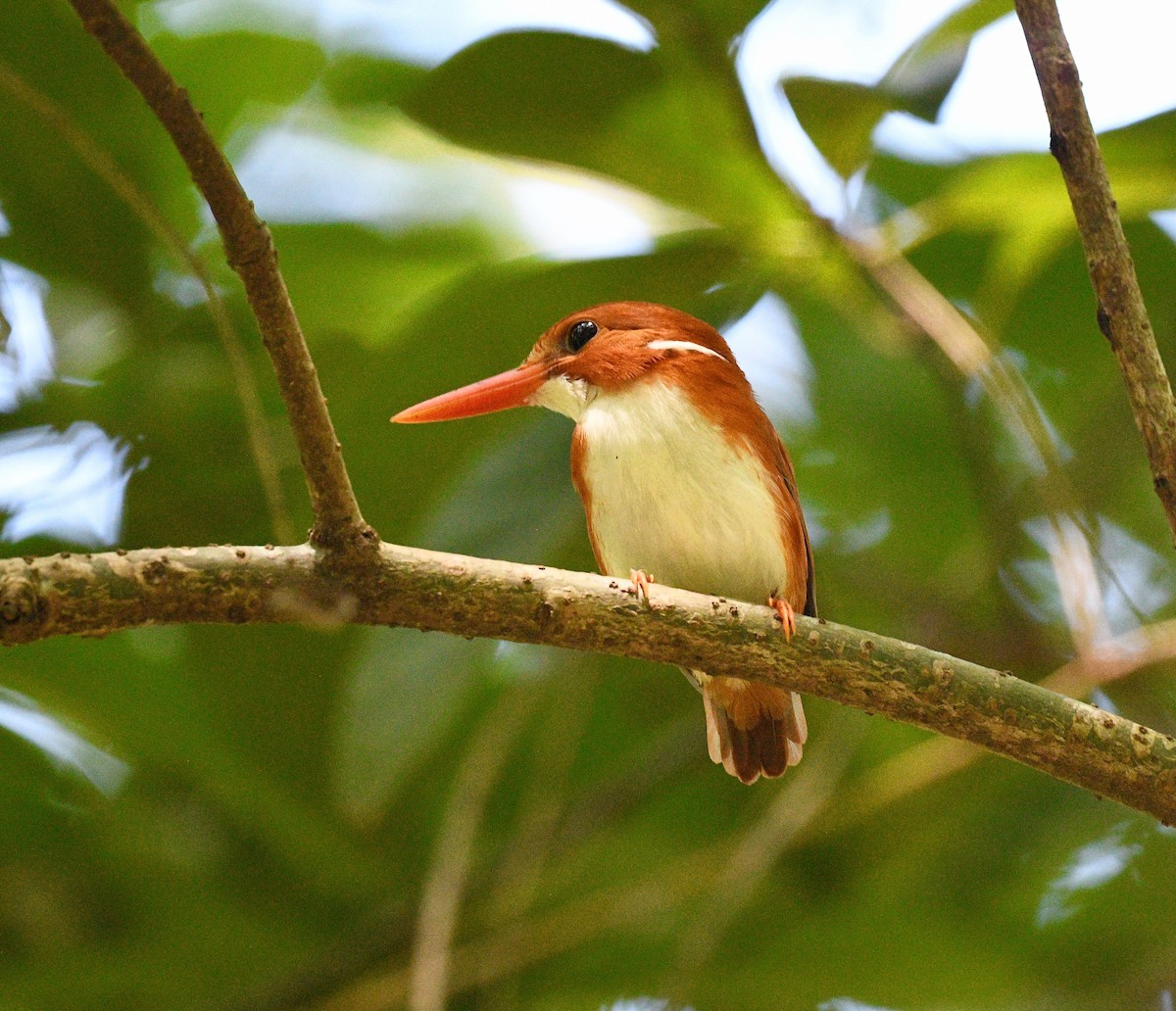 Madagascar Pygmy Kingfisher - ML576576241