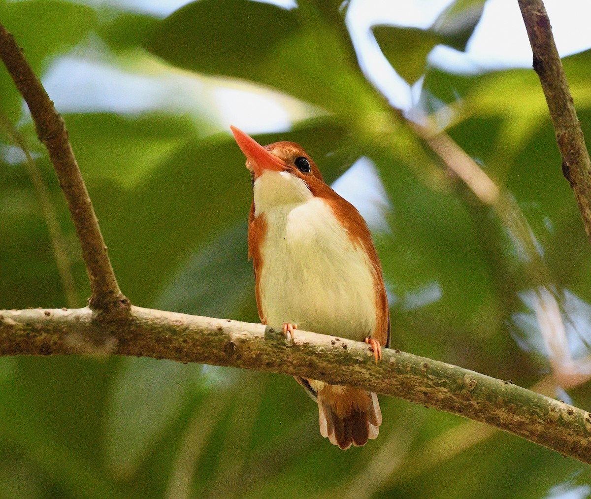 Madagascar Pygmy Kingfisher - ML576576271