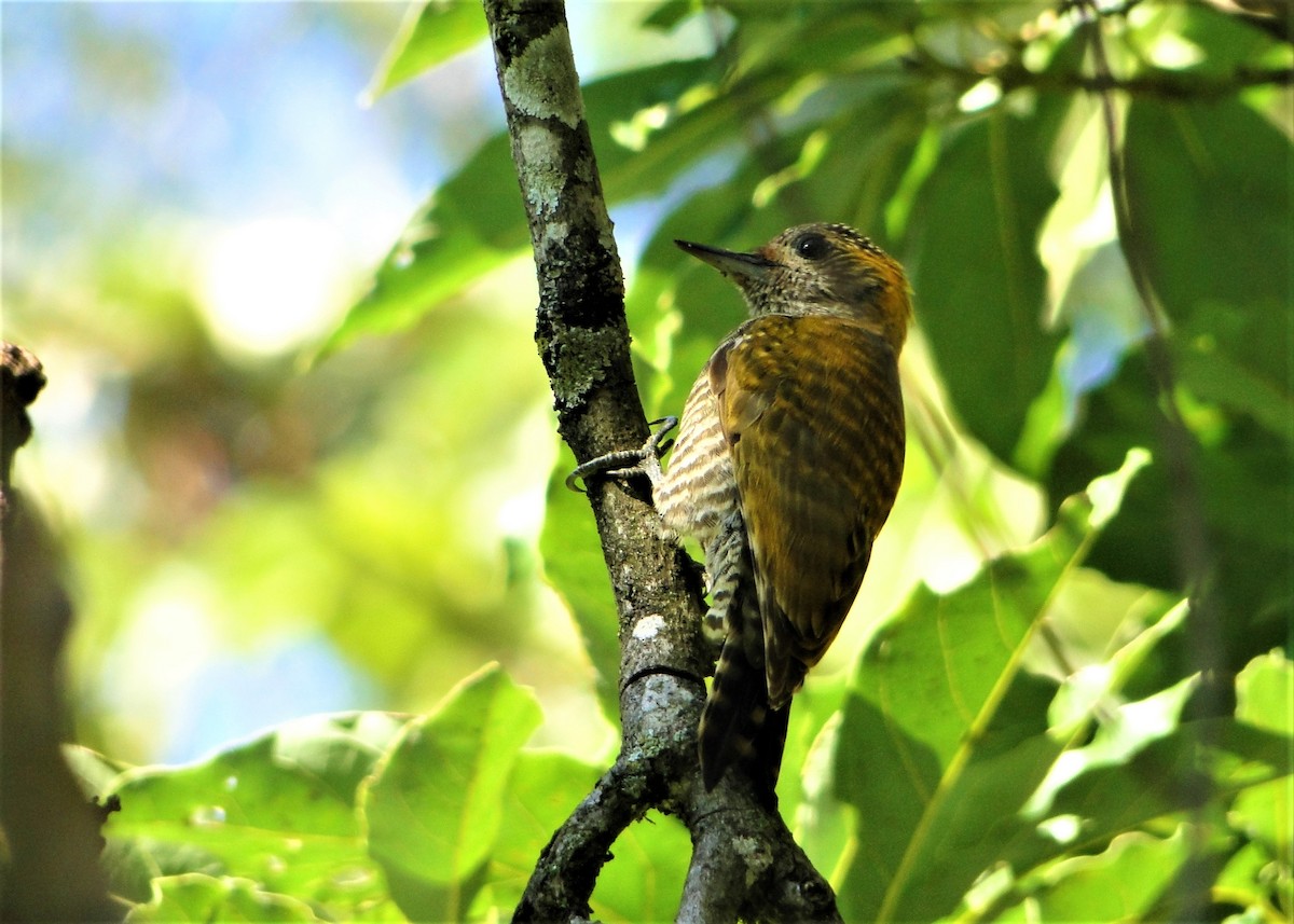 Yellow-eared Woodpecker - ML57657661