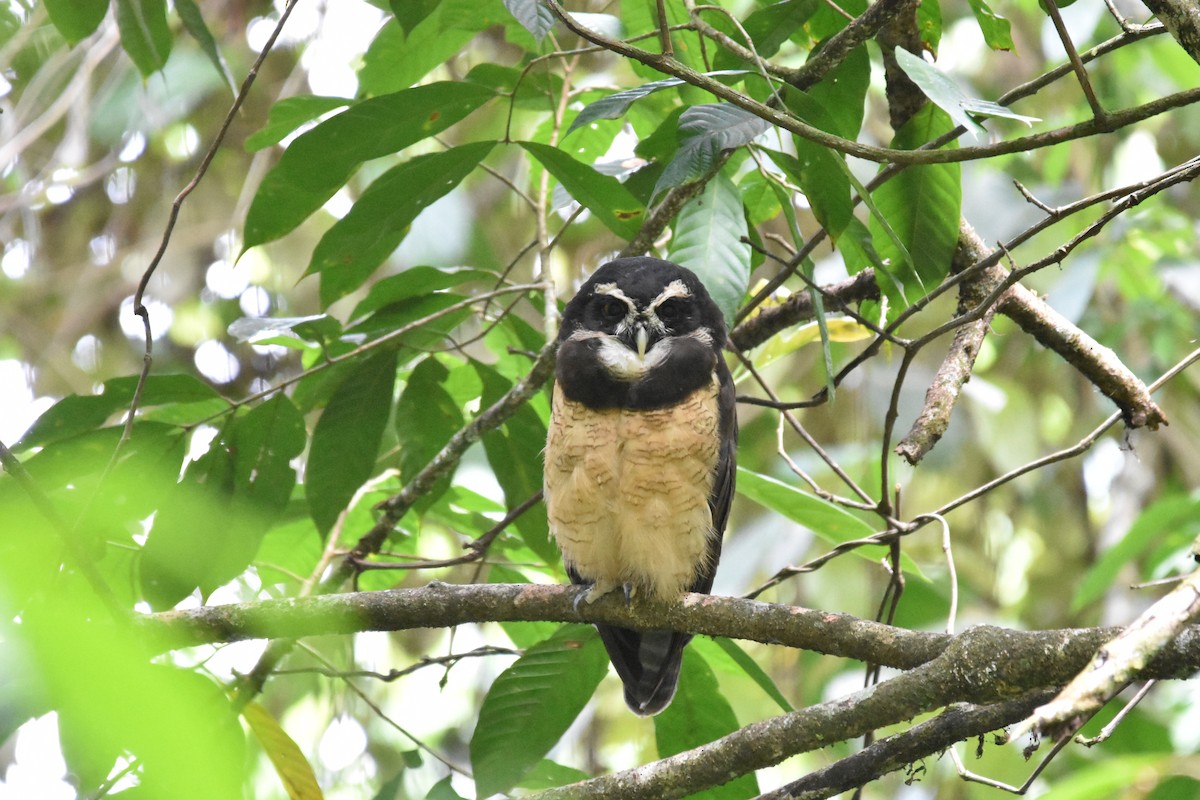 Spectacled Owl - ML576580071