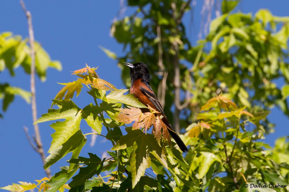 Orchard Oriole - David Disher